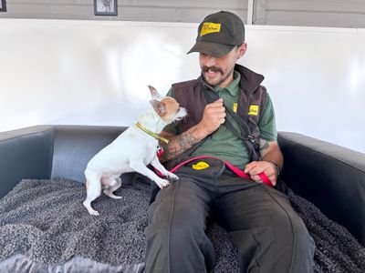 Frankie | Chihuahua (Smooth Coat) Cross | Shoreham (Sussex) - 3