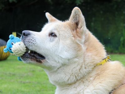 Toto | Akita | Merseyside (Liverpool) - 3
