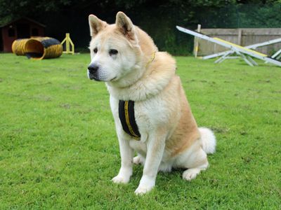 Toto | Akita | Merseyside (Liverpool) - 4