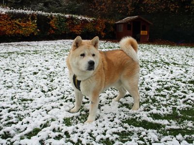 Toto | Akita | Merseyside (Liverpool) - 5