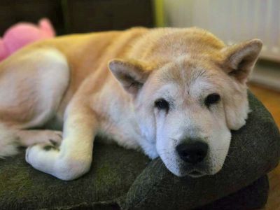 Toto | Akita | Merseyside (Liverpool) - 2