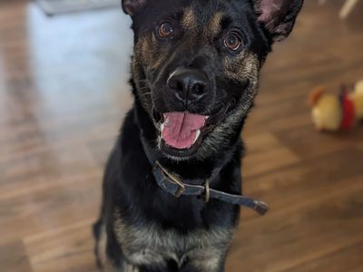 Tyson | Crossbreed | Shrewsbury (Shropshire) - 3
