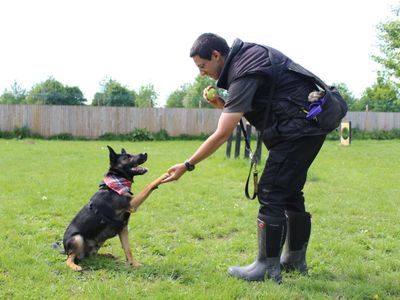 Tyson | Crossbreed | Shrewsbury (Shropshire) - 2