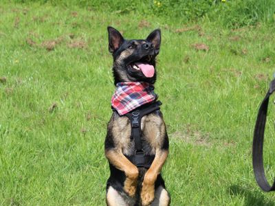 Tyson | Crossbreed | Shrewsbury (Shropshire) - 4