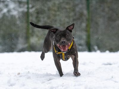 Piper | Terrier (Staffordshire Bull) | Merseyside (Liverpool) - 2