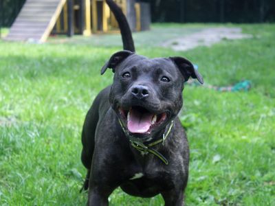 Piper | Terrier (Staffordshire Bull) | Merseyside (Liverpool) - 2