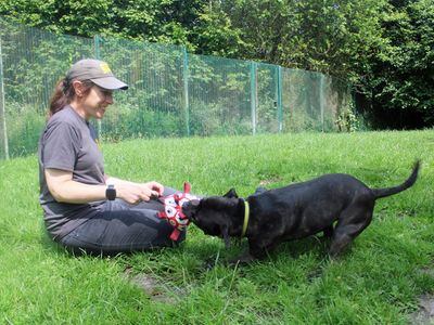 Piper | Terrier (Staffordshire Bull) | Merseyside (Liverpool) - 4