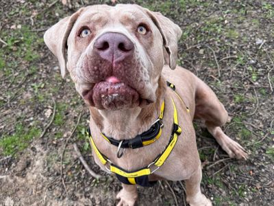 Mike | Italian Corso Dog Cross | Canterbury - 3