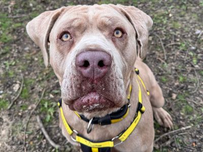 Mike | Italian Corso Dog Cross | Canterbury - 2