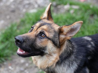 German shepherd and deals bichon frise mix
