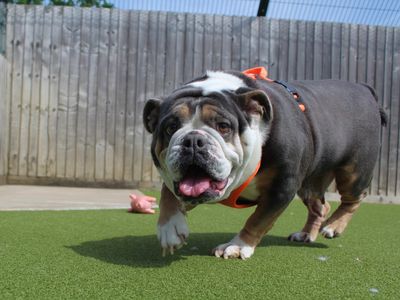 Lilli | Bulldog | Evesham (Worcestershire) - 3