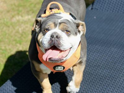 Lilli | Bulldog | Evesham (Worcestershire) - 2