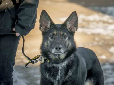 Darla | German Shepherd Dog Cross | Loughborough - 3