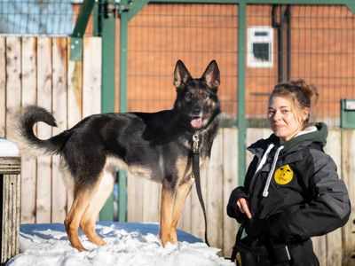 Darla | German Shepherd Dog Cross | Loughborough - 5