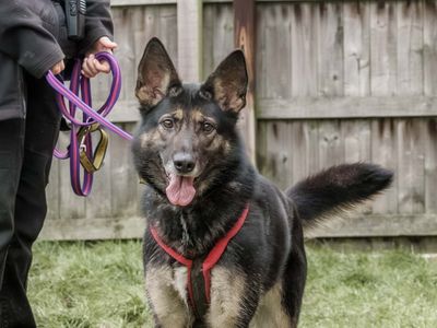 Darla — German Shepherd Dog Cross