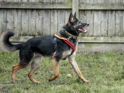 Darla | German Shepherd Dog Cross | Loughborough - 5