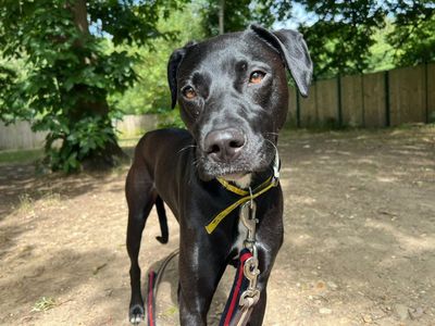 Waldo | Retriever (Labrador) Cross | Canterbury - 2