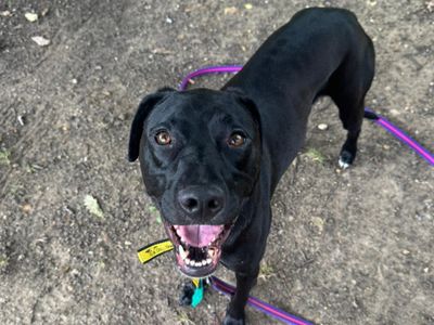 Waldo | Retriever (Labrador) Cross | Canterbury - 3