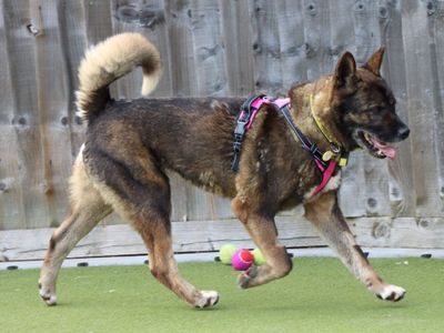 Sweep | Akita | Evesham (Worcestershire) - 5