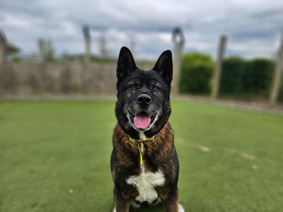Sweep | Akita | Evesham (Worcestershire) - 3