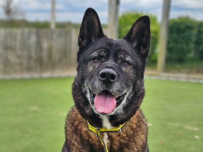 Sweep | Akita | Evesham (Worcestershire) - 3