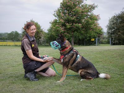 Sweep | Akita | Evesham (Worcestershire) - 5