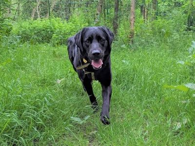 Yellow lab rescue online near me