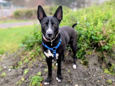 Molly | Crossbreed | Cardiff - 3