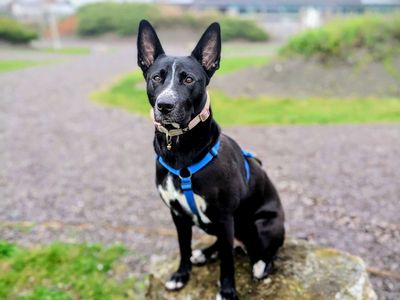 Molly | Crossbreed | Cardiff - 5