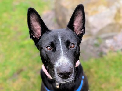 Molly | Crossbreed | Cardiff - 3
