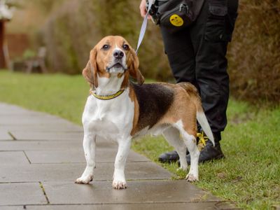Drax | Beagle | Kenilworth (West Midlands) - 3