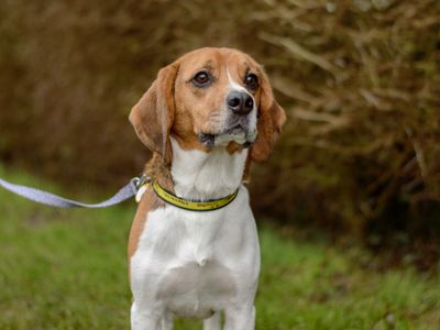 Drax | Beagle | Kenilworth (West Midlands) - 5