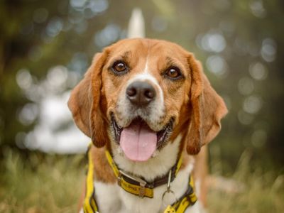 Drax, a 4 years old male Beagle available for adoption from Dogs Trust in Warwickshire