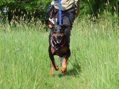 Etta | Dobermann | Harefield West London - 2