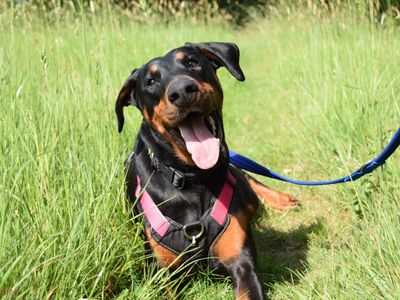 Etta | Dobermann | Harefield West London - 3
