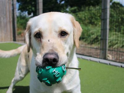 Monica | Retriever (Labrador) | Darlington - 5