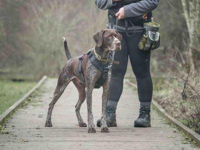 Tracker | Pointer (German Shorthaired) | Loughborough - 3