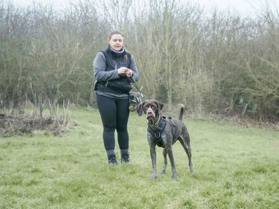 Tracker | Pointer (German Shorthaired) | Loughborough - 5