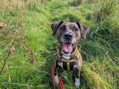 Annabelle | Terrier (Staffordshire Bull) Cross | West Calder (Edinburgh) - 4