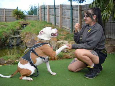 Ralph | American Bulldog Cross | Harefield West London - 3
