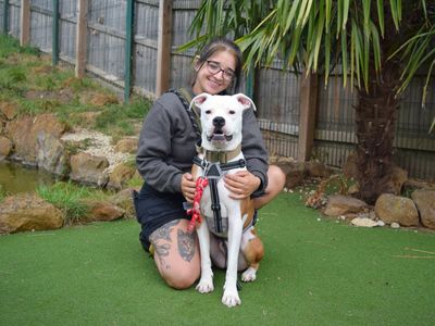 Ralph | American Bulldog Cross | Harefield West London - 5