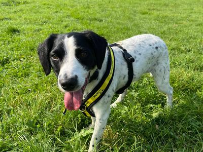 Doughnut | Crossbreed | Bridgend (Wales) - 2