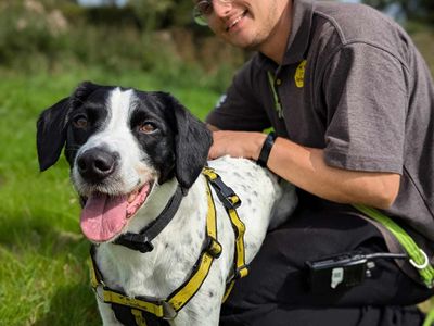 Doughnut | Crossbreed | Bridgend (Wales) - 4