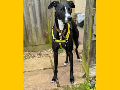 Dennis | Lurcher | Snetterton (Norfolk) - 5