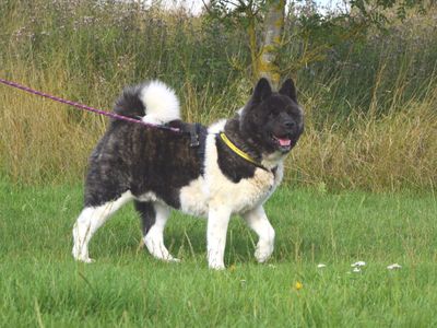 Bosco | American Akita | Harefield West London - 3