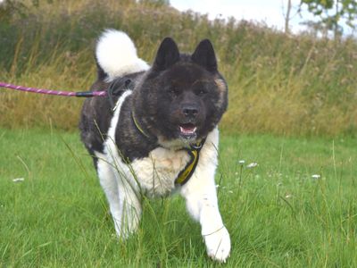Bosco | American Akita | Harefield West London - 2
