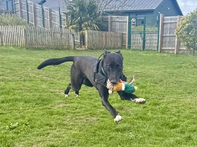 Pepsi | Crossbreed | Harefield West London - 3