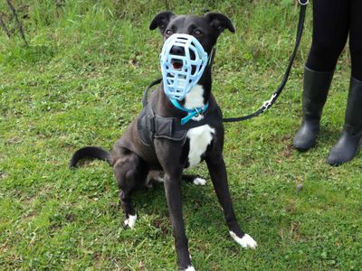 Pepsi | Crossbreed | Harefield West London - 2