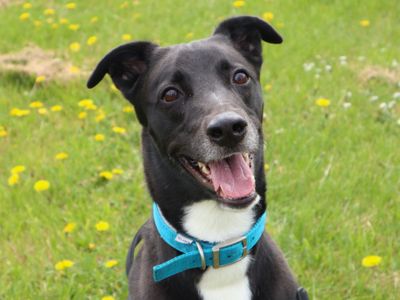 Pepsi | Crossbreed | Harefield West London - 3