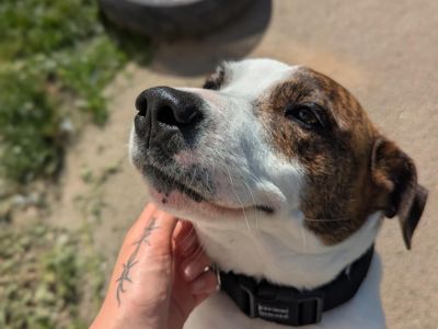 Patch | Crossbreed | Bridgend (Wales) - 5